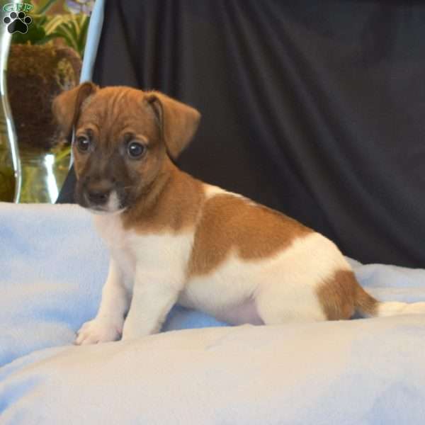 Bryson, Jack Russell Terrier Puppy