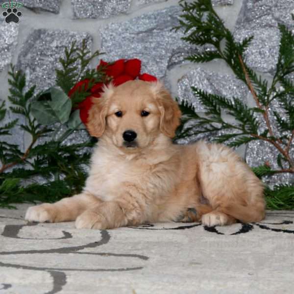 Bryson, Golden Retriever Puppy