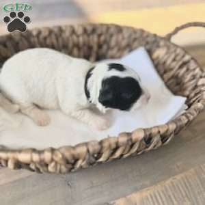 Buckeye, Miniature Poodle Mix Puppy