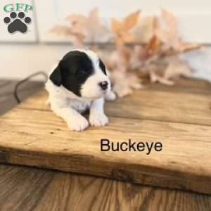 Buckeye, Miniature Poodle Mix Puppy