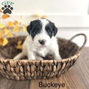 Buckeye, Miniature Poodle Mix Puppy