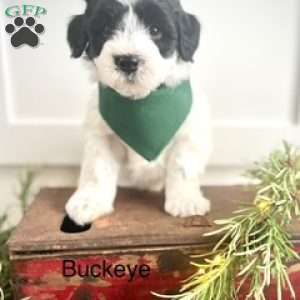 Buckeye, Miniature Poodle Mix Puppy