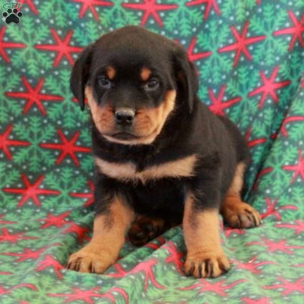 Bucky, Rottweiler Puppy