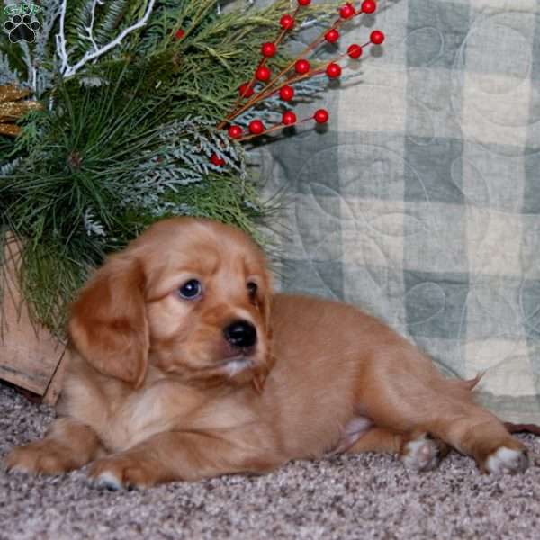 Bud, Miniature Golden Retriever Puppy