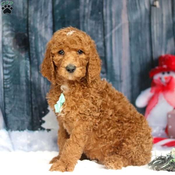 Buddy, Standard Poodle Puppy