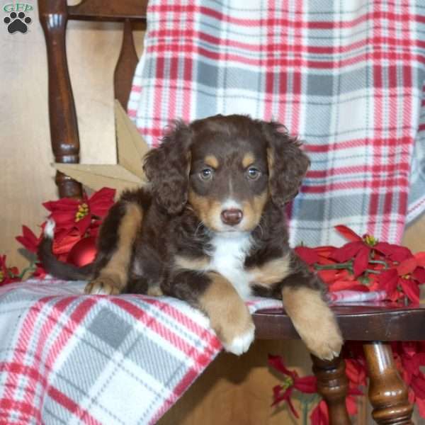 Buddy, Mini Bernedoodle Puppy