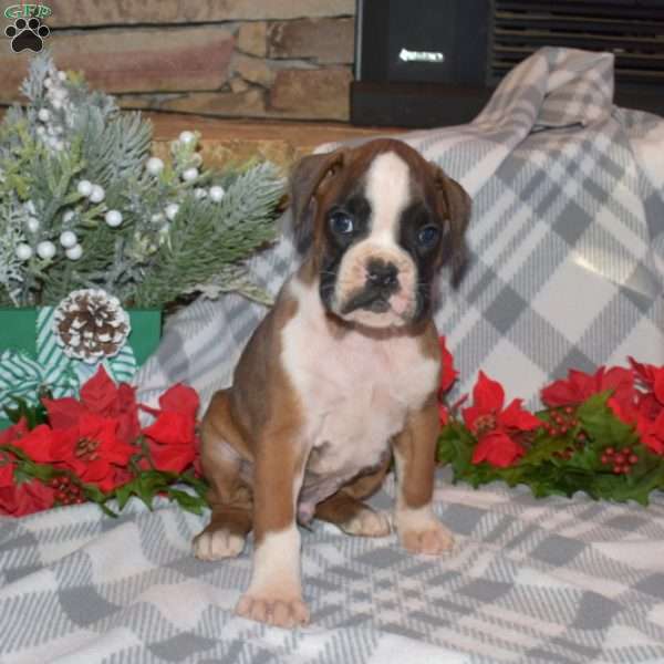 Buddy, Boxer Puppy