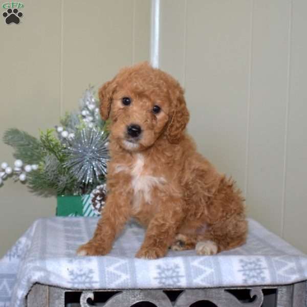 Buddy, Mini Goldendoodle Puppy