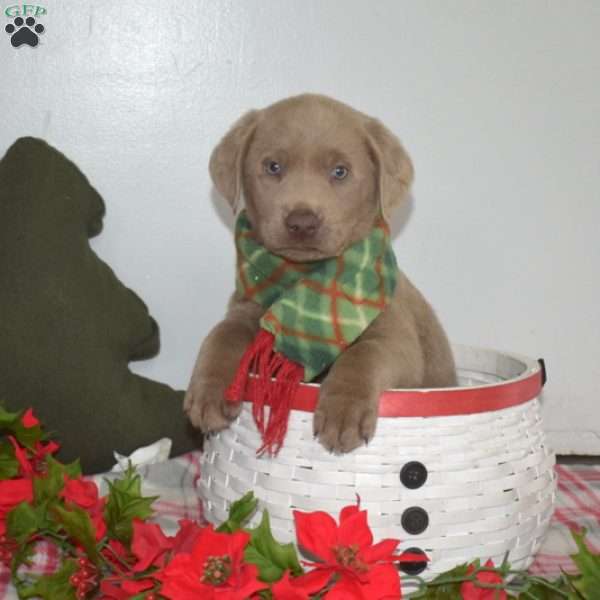 Buddy, Silver Labrador Retriever Puppy