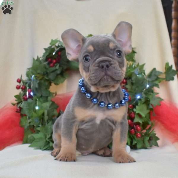 Buddy, French Bulldog Puppy