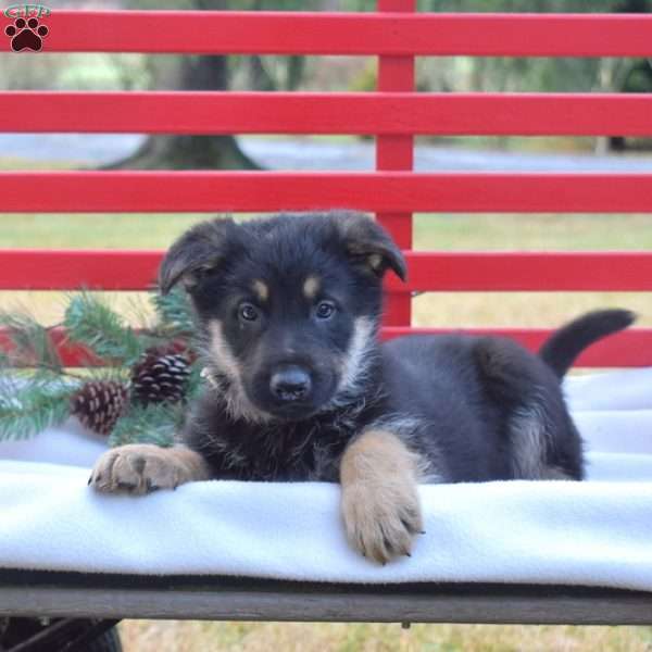 Buddy, German Shepherd Puppy