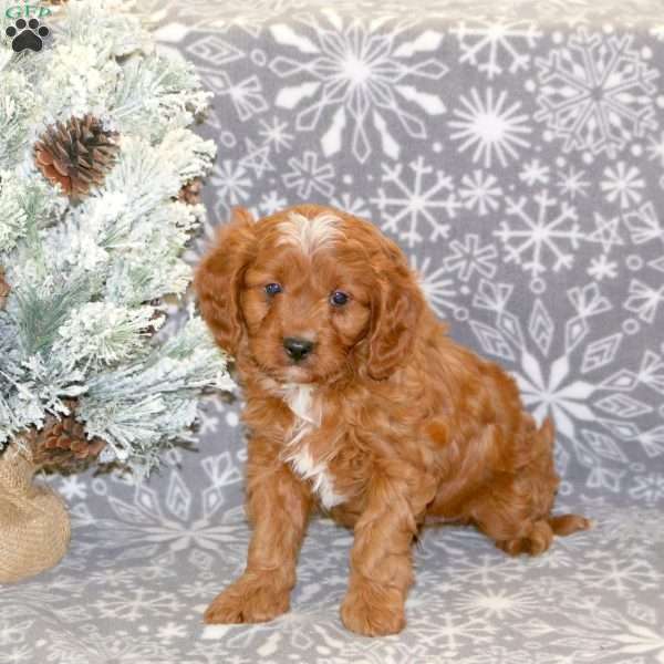 Buddy, Cavapoo Puppy