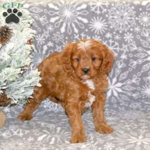 Buddy, Cavapoo Puppy