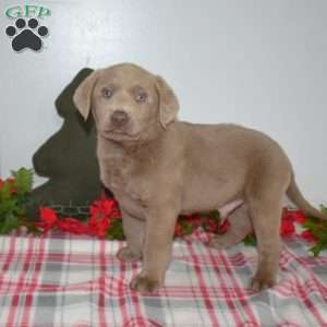 Buddy, Silver Labrador Retriever Puppy