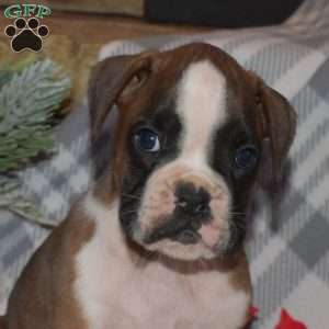 Buddy, Boxer Puppy