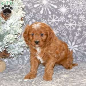 Buddy, Cavapoo Puppy