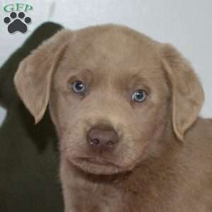 Buddy, Silver Labrador Retriever Puppy