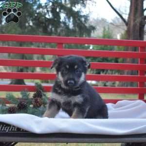 Buddy, German Shepherd Puppy