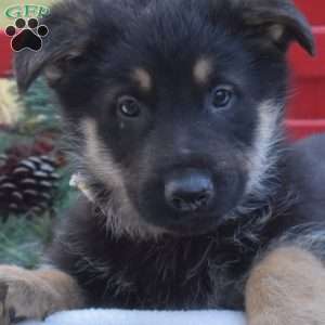 Buddy, German Shepherd Puppy