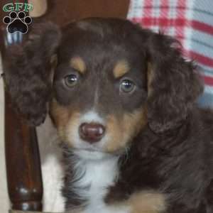 Buddy, Mini Bernedoodle Puppy