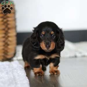 Buddy, Dachshund Puppy