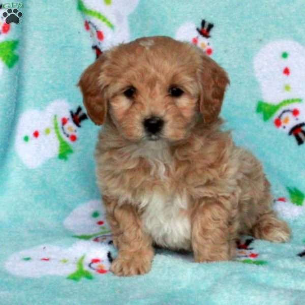 Buster, Maltipoo Puppy