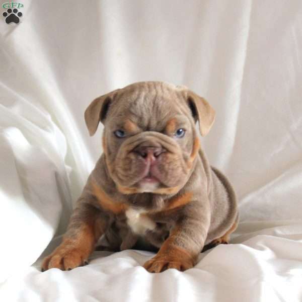 Buster, English Bulldog Puppy