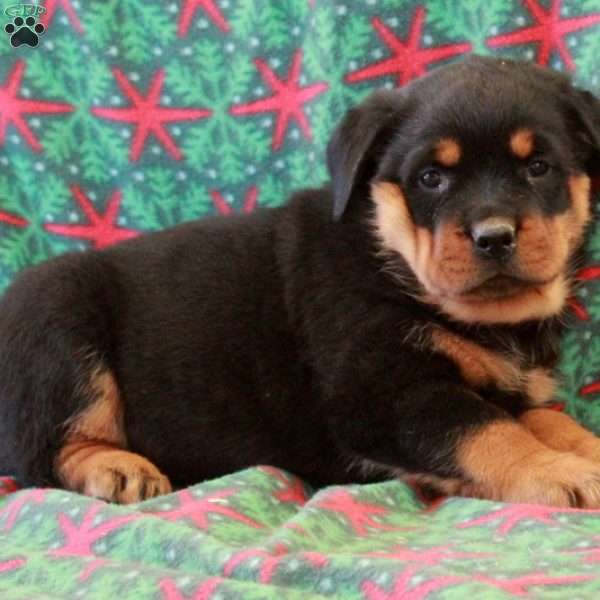 Buster, Rottweiler Puppy