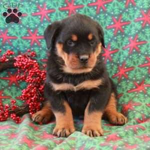 Buster, Rottweiler Puppy