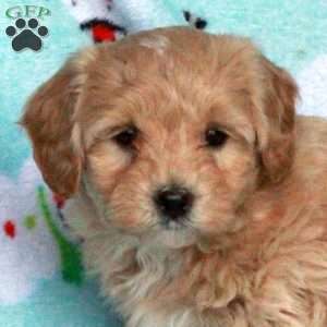 Buster, Maltipoo Puppy