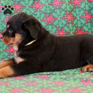 Buster, Rottweiler Puppy