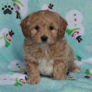 Buster, Maltipoo Puppy