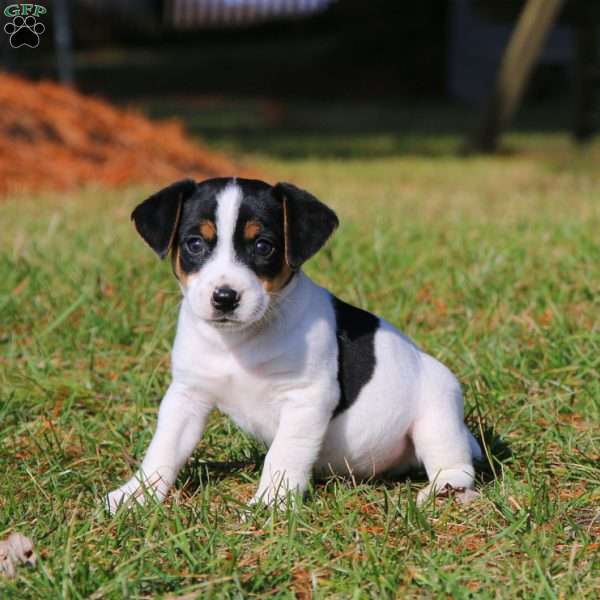 Buster, Jack Russell Terrier Puppy