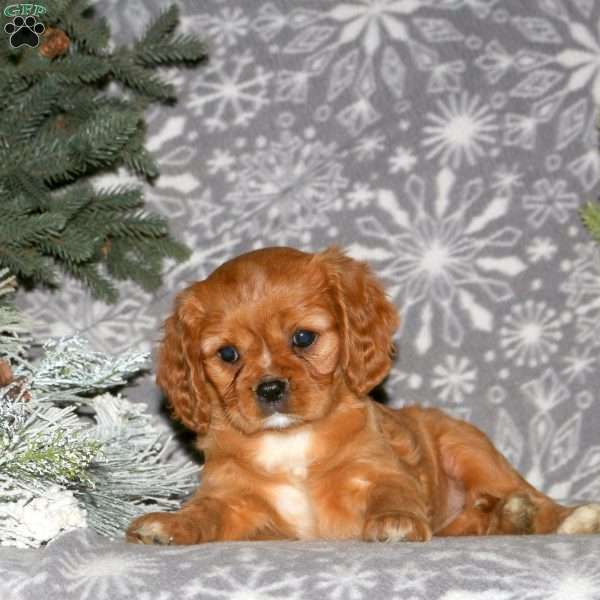 Button, Cavalier King Charles Spaniel Puppy