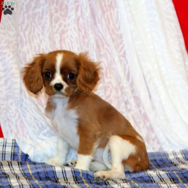 Button, Cavalier King Charles Spaniel Puppy