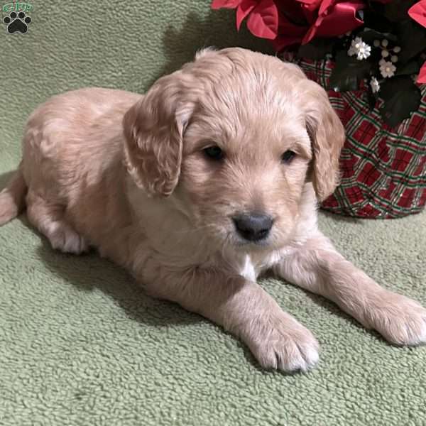 M.C., Goldendoodle Puppy