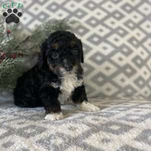 Max, Mini Bernedoodle Puppy