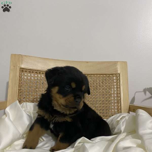 Rambo, Rottweiler Puppy