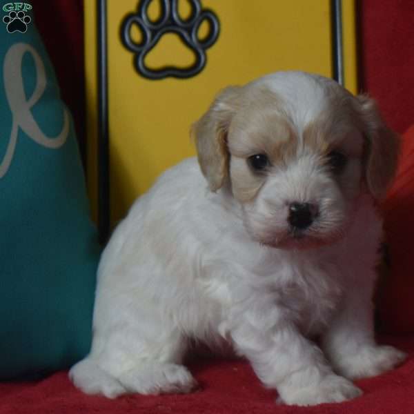 Elvis, Cavachon Puppy