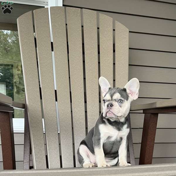 Olive, French Bulldog Puppy