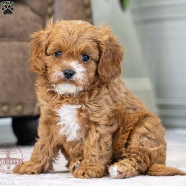Betty, Cavapoo Puppy
