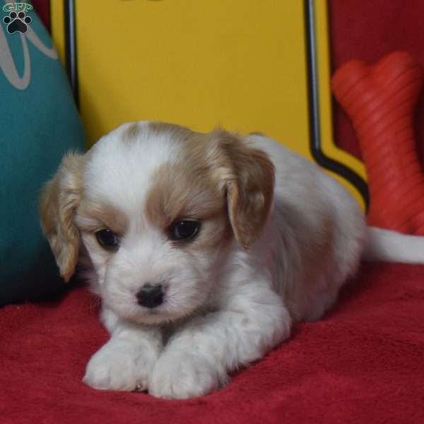 Tommy, Cavachon Puppy