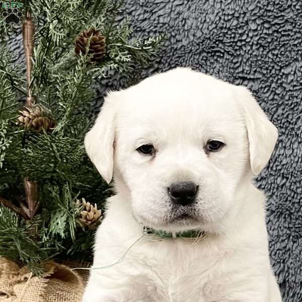 Dixie, Yellow Labrador Retriever Puppy