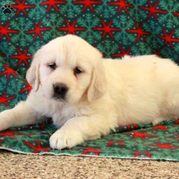 Cade, English Cream Golden Retriever Puppy