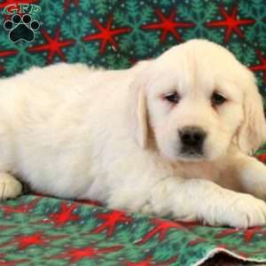 Cade, English Cream Golden Retriever Puppy