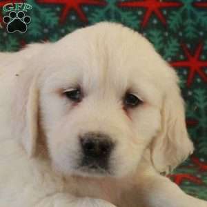 Cade, English Cream Golden Retriever Puppy