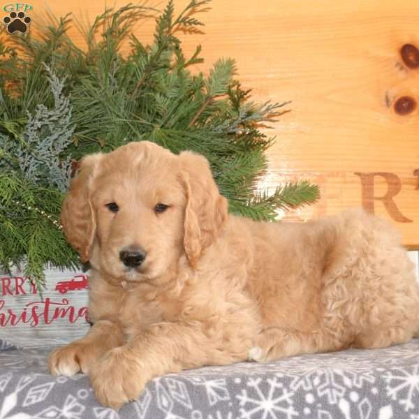 Cain, Goldendoodle Puppy