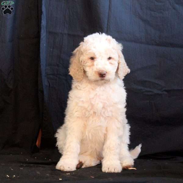 Caleb, Goldendoodle Puppy