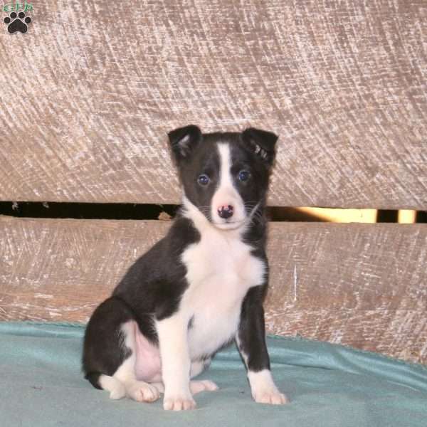 Calli, Border Collie Mix Puppy