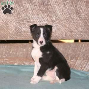 Calli, Border Collie Mix Puppy